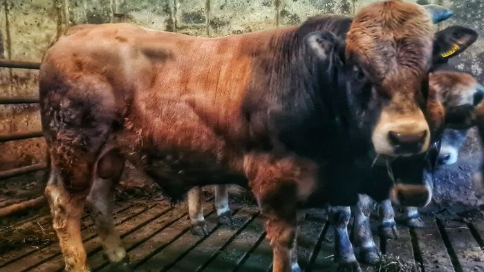 Aubrac bulls