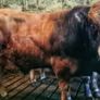 Aubrac bulls Image 7