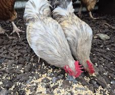 Bantom roosters