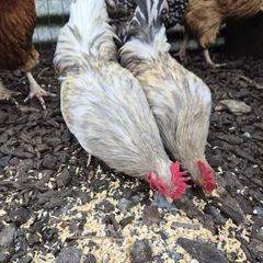 Bantom roosters