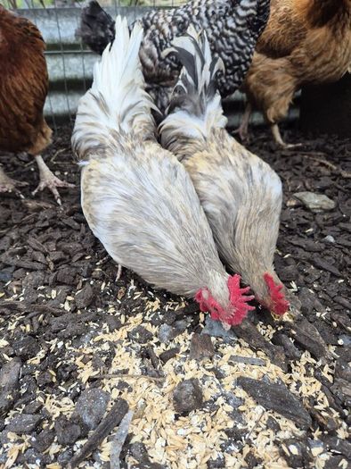 Bantom roosters