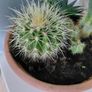 Cactus pot Image 4