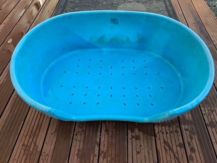 dog bed