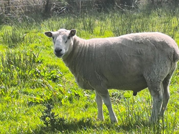 Pedigree Lleyn ram, farming, livestock, sheep