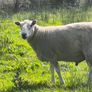 Pedigree Lleyn ram, farming, livestock, sheep Image 4