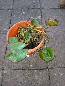 pond Lily (white)