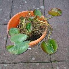 pond Lily (white)