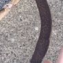 Very Early 20th Century 42" Blade Scythe..6 foot Handle Image 10