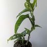 Monstera Adansonii Mint Plant Image 5