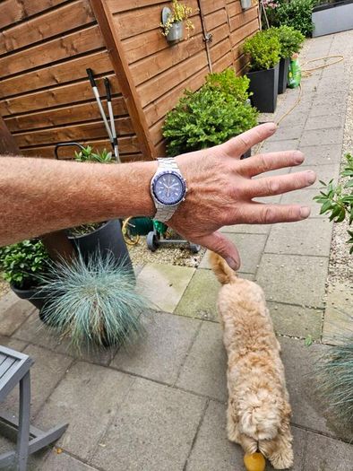 Watch Seiko Pilot Chronograph.