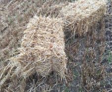 Straw small square bales