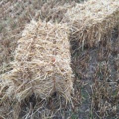 Straw small square bales