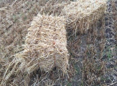 Straw small square bales