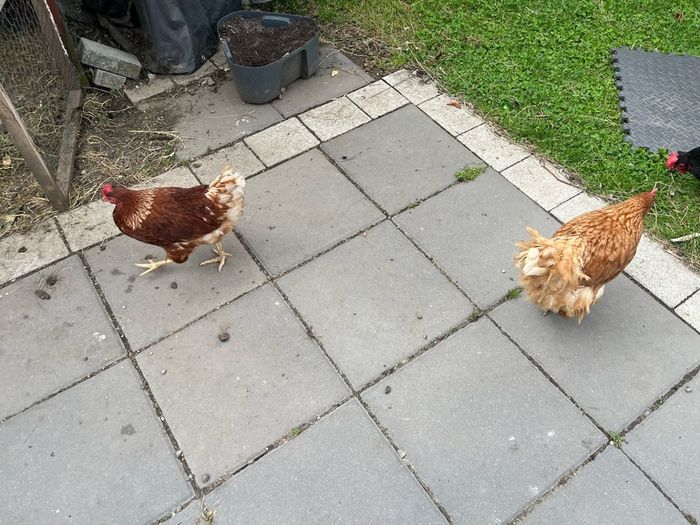 chicken