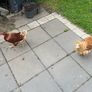 chicken Image 6