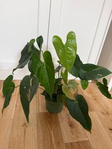 Anthurium red plant