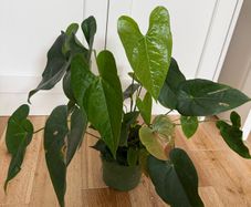 Anthurium red plant