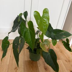 Anthurium red plant