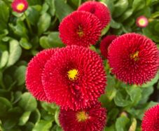 (D) Daisy Pomponette Red seeds 0.1g (185295)