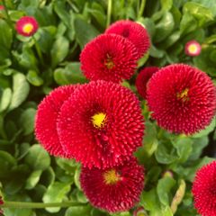 (D) Daisy Pomponette Red seeds 0.1g (185295)