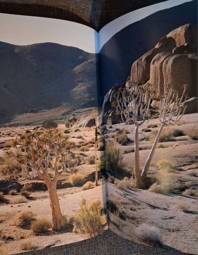 Thomas Pakenham / In Search of Remarkable Trees / 1st edition/ 2007