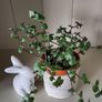 Tradescantia Callisia mini ''Pink Panther and Turtle Vine''  Very cute miniature Tradescantia Image 8