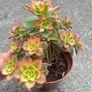 plant Image 3