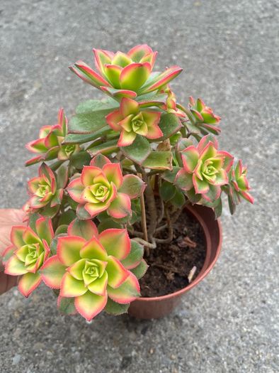 plant