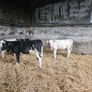 Fr Calves Image 2