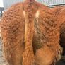 1 Pedigree limousin bull Image 2