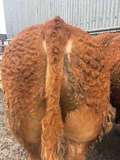 1 Pedigree limousin bull
