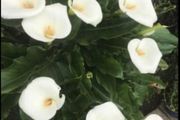 Calla lily white