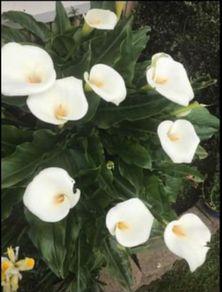 Calla lily white