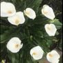 Calla Lily perennial Image 7
