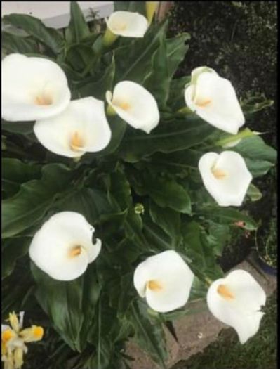 Flowers Calla Lily perennial