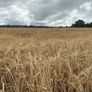 Barley Straw Image 2