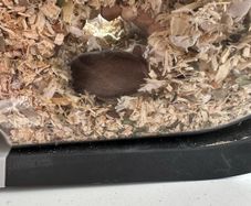 Pet gerbils with cage and accessories