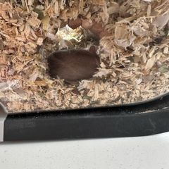 Pet gerbils with cage and accessories