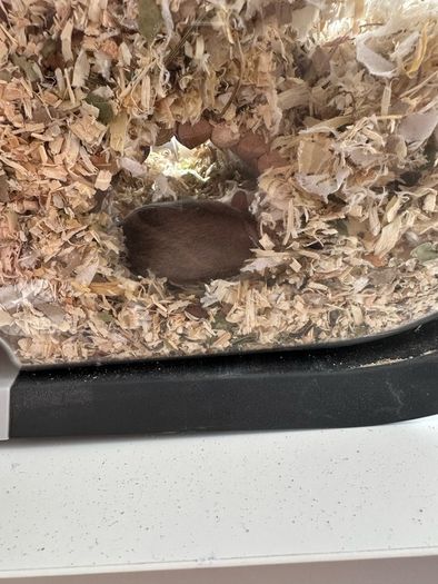 Pet gerbils with cage and accessories