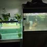 fish tank Image 4