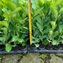 Laurel Hedging Image 9