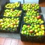 Cooking Apples Image 7
