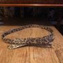 Betsey Johnson ladies leopard print belt size small brand new Image 3