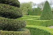 Yew Hedging 2ft just 5 euro