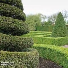 Yew Hedging 2ft just 5 euro