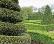 Yew Hedging 2ft just 5 euro