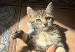 kittens