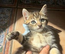 kittens
