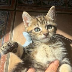 kittens