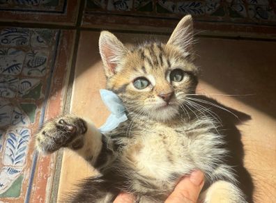 kittens
